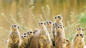 猫鼬家族 (© anetapics/Shutterstock)(2024-07-03)