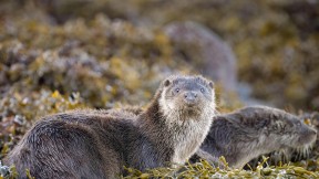 青春期的欧洲水獭，斯佩尔维湖，苏格兰姆尔斯岛 (© Neil Henderson/Alamy Stock Photo)(2024-05-29)