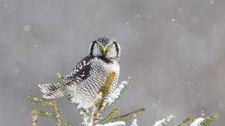 猛鸮，加拿大 (© pchoui/Getty Images)(2024-12-14)