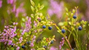 野生蓝莓 (© Baac3nes/Getty Images)(2024-07-08)