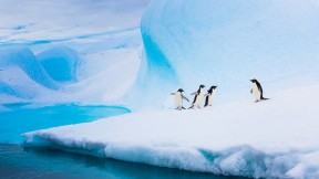 【2024-04-25】 很高兴在这里见到你们！ 南极洲冰山上的阿德利企鹅 (© Patrick J. Endres/Getty Images)