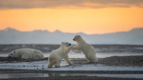 玩耍的北极熊幼崽，卡克托维克，阿拉斯加州，美国 (© Piriya Photography/Getty Images)(2024-02-27)