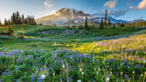 雷尼尔山国家公园的野花，华盛顿州，美国 (© RomanKhomlyak/Getty Images)(2024-07-12)
