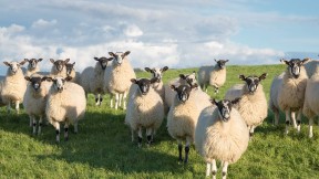 北约克郡的黑面羊羊群，英格兰 (© R A Kearton/Getty Images)(2024-07-24)