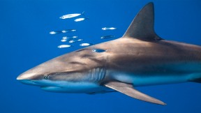 女王花园群岛的镰形真鲨，古巴 (© Christian Vizl/Tandem Stills + Motion)(2024-07-14)