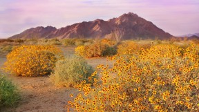 【2024-05-03】 最热的地方也有凉爽之处 春天盛开的沙漠毒菊，索诺拉沙漠，亚利桑那州 (© Charles Harker/Getty Images)
