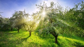 【2024-04-13】 花开正满枝 春天的苹果树，德国 (© Smileus/Getty Images)