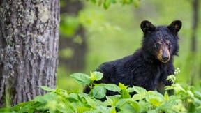 春天的美洲黑熊幼崽，仙纳度国家公园，弗吉尼亚州，美国 (© Scott Suriano/Getty Images)(2024-04-17)