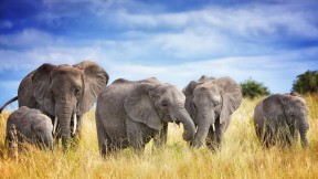 【2024-05-17】 今天不是无关紧要的一天 塔兰吉雷国家公园的非洲象家族，坦桑尼亚 (© Vicki Jauron, Babylon and Beyond Photography/Getty Images)