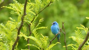 【2024-05-11】 小蓝鸟一路顺风 树枝上栖息的靛蓝彩鹀，德克萨斯州 (© Jeff R Clow/Getty Images)