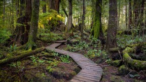 通往肯尼迪湖的木板路，温哥华岛，加拿大不列颠哥伦比亚省 (© EB Adventure Photography/Shutterstock)(2024-08-11)