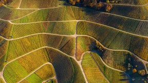 秋季葡萄园的鸟瞰图，瓦恩哈尔特，黑森林，德国 (© Sabine Gerold/Amazing Aerial Agency)(2024-11-01)