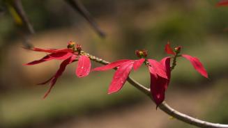 一品红或圣诞花 (© David Hosking/NPL/Minden Pictures)(2024-12-12)