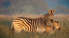 布氏斑马妈妈和小马驹，里特弗雷自然保护区，南非 (© Richard Du Toit/Minden Pictures)(2024-01-31)