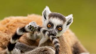环尾狐猴幼崽在玩自己的尾巴, 马达加斯加 (© Andy Rouse/Nature Picture Library)