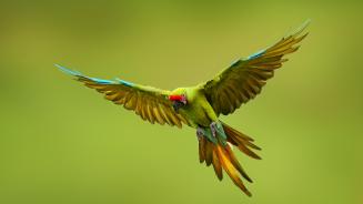 【2025-05-16】 守护濒危生命的一天 大绿金刚鹦鹉, 墨西哥 (© Ondrej Prosicky/Shutterstock)