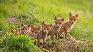 【2025-04-10】 野性本能 靠近巢穴的红狐幼崽 (© WildMedia/Shutterstock)