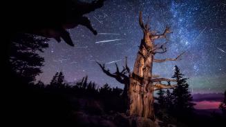英仙座流星雨和一棵古老刺果松,大盆地国家公园,内华达州,美国 (© Wirestock Creators/Shutterstock)