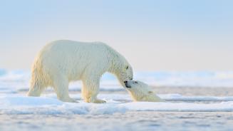 【2025-01-01】 过一个冰雪元旦！ 在北极玩耍的北极熊 (© Ondrej Prosicky/Shutterstock)