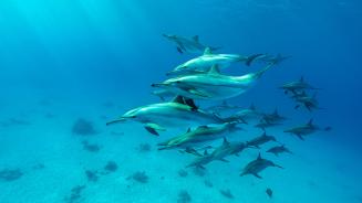 红海中的飞旋海豚群, 阿拉姆港, 埃及 (© Franco Banfi/Nature Picture Library)