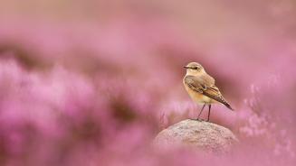 穗䳭和盛开的帚石楠,峰区国家公园,英格兰 (© Ben Hall/Nature Picture Library)