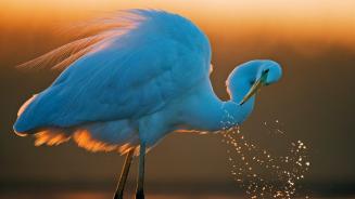大白鹭,匈牙利 (© Markus Varesvuo/Nature Picture Library)