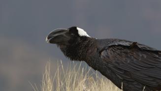 Thick-billed raven, Simien Mountains, Ethiopia (© Ignacio Yufera/FLPA/Minden Pictures)