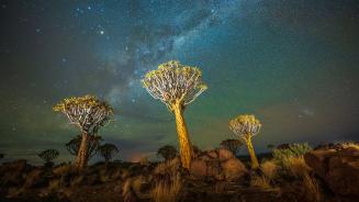 Quiver trees at night with the Milky Way, Keetmanshoop, Namibia (© Wim van den Heever/naturepl.com)