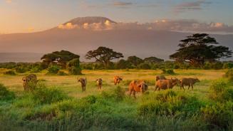 Mount Kilimanjaro with Cape buffalo in foreground, Amboseli Biosphere Reserve, Kenya (© RealityImages/Shutterstock)