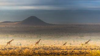 Maasai giraffes, Amboseli National Park, Kenya (© Art Wolfe/DanitaDelimont.com)