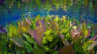 Underwater river scene with freshwater plants and tetra fish, Aquário Natural, Rio Baia Bonito, Mato Grosso do Sul, Brazil (© Michel Roggo/Minden Pictures)
