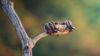 Family of ashy woodswallows perched on a branch (© Captain Skyhigh/Getty Images)