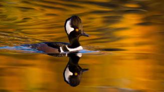 Male hooded merganser, Oregon, United States (© Eric Vogt/TANDEM Stills + Motion)