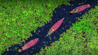 Farmers collecting the water lilies in the Satla marshland near Bagdha, Barishal, Bangladesh (© Mustasinur Rahman Alvi/Future Publishing via Getty Images)