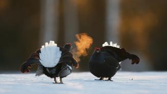 Black grouse males in Kuusamo, Finland (© Markus Varesvuo/Minden Pictures)