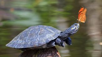 A Julia butterfly on the nose of a yellow-spotted river turtle, Amazon Region, Ecuador (© Westend61/Getty Images)