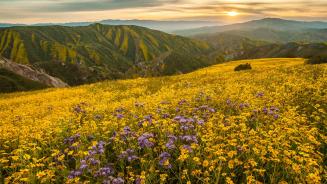 Superbloom in Carrizo Plain National Monument, California, United States (© Robb Hirsch/TANDEM Stills + Motion)