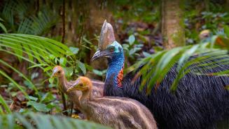 Southern cassowary father with chicks, Kuranda, Queensland, Australia (© Martin Willis/Minden Pictures)