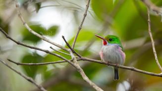 Cuban tody, Alejandro de Humboldt National Park, Cuba (© Bruno D'Amicis/Minden Pictures)