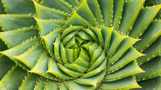 Spiral aloe, Kangaroo Island, Australia (© Michael Melford/Alamy)