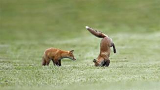 Fox kits practice their hunting skills, Quebec (© Vlad Kamenski/Shutterstock)