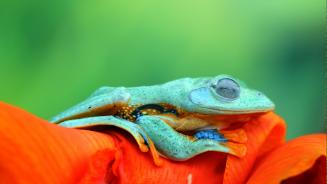 Javan tree frog (© kuritafsheen/Getty Images)