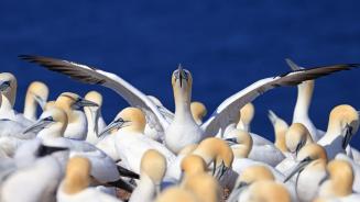Colony of northern gannets, Quebec (© Vladone/Getty Images)