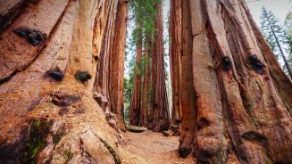 Giant sequoias, Sequoia National Park, California, USA (© Galyna Andrushko/Shutterstock)