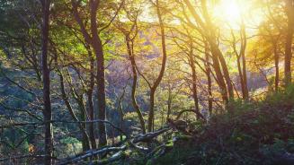 Sunset in Glenariff Forest Park, County Antrim, Ireland (© Peter Zelei/Getty Images)