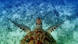 Hawksbill sea turtle swimming near Akajima, Okinawa, Japan (© Robert Mallon/Getty Images)