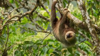 Hoffmann's two-toed sloth, Ecuador (© Murray Cooper/Minden Pictures)