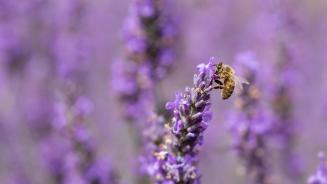Honey bee on lavender flowers (© Anthony Brown/Alamy Stock Photo)