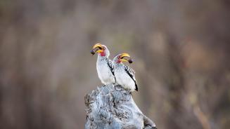 Southern yellow-billed hornbills in Kruger National Park, South Africa (© Richard Du Toit/Minden Pictures)