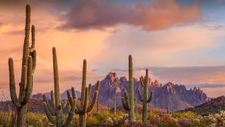 Saguaro cacti, Ironwood National Monument, Arizona (© Jack Dykinga/Minden Pictures)